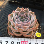 PRESALE Echeveria Sunset, (Not So Random)