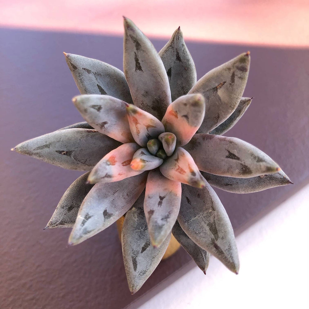 SALE! Echeveria Unguiculata