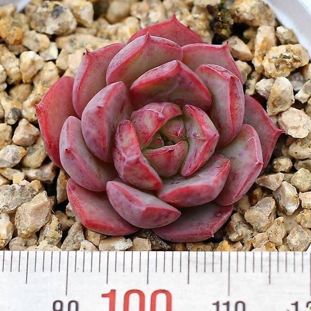 PRESALE Echeveria Love Fire x Lauii