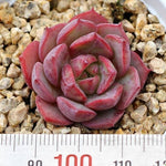 PRESALE Echeveria Love Fire x Lauii