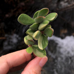 SPECIAL! JUST CART!! Crassula Rogersii, Variegata (and info for tomorrow)