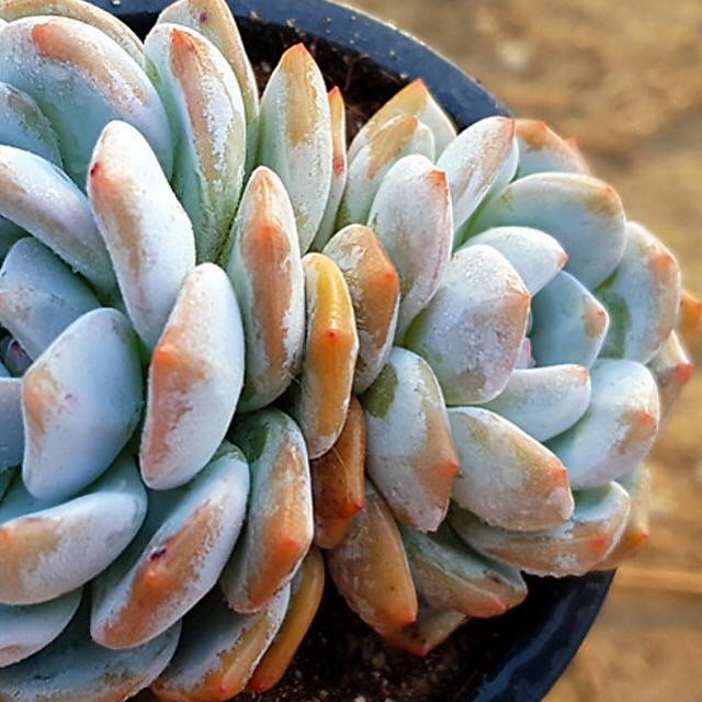 PRESALE Echeveria Monroe, Double, (Random)