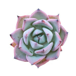 Echeveria Largea