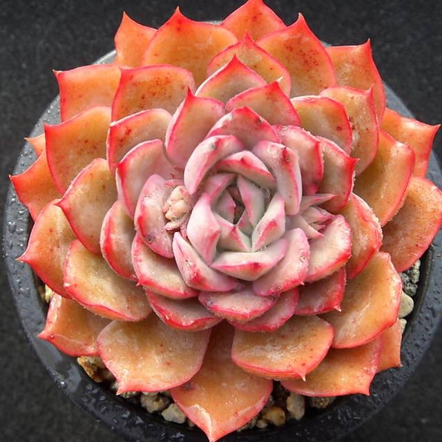 PRESALE Echeveria Eiria, (Random)