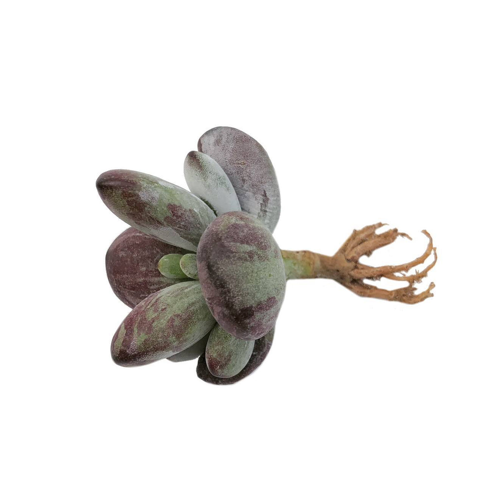 Cotelydon Orbiculata, Variegata 'Cotton Seed'