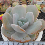 4th OF JULY FLASH SALE- DEAL #7 PRESALE Echeveria Cream Tea