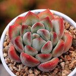 PRESALE Echeveria Barbara