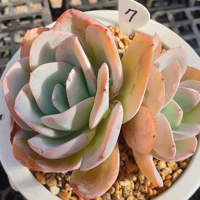 MOTHER'S DAY WEEKEND FLASH SALE! PRESALE Echeveria Brinks Blue, (Random)