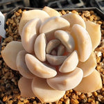 MOTHER'S DAY WEEKEND FLASH SALE! PRESALE Echeveria Tiramisu, (Random)