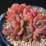 PRESALE Echeveria Dentra Cluster, (Not so Random)