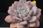 PRESALE Echeveria Peach Berry, (Random)