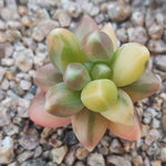 PRESALE Pachyphytum Compactum, Variegata, (Not so Random)