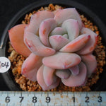PRESALE Echeveria Cream Tea, (Not so Random)