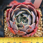 SPECIAL!! JUST CART! PRESALE Echeveria Color Liner, (Not so Random)