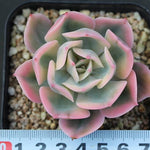 PRESALE Echeveria Secunda, Variegata, (Random)