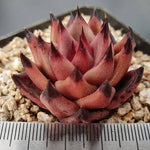 PRESALE Echeveria Agavoides Sirius, (Random)