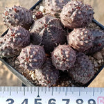 PRESALE Euphorbia Obesa, Cluster, (Random)