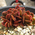 PRESALE Echeveria Ghidoric Iron, Mini Crests, (Random)