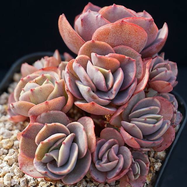 PRESALE Echeveria Suyon Cluster, (Random)