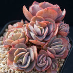 PRESALE Echeveria Suyon Cluster, (Random)