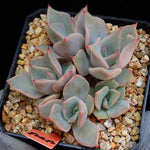 PRESALE Echeveria Madiba, Cluster, (Random)