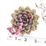 Echeveria Black Queen