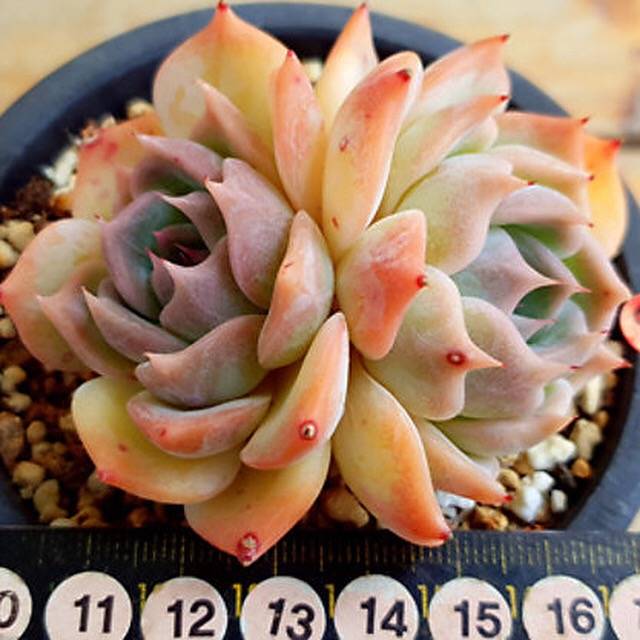 PRESALE Echeveria Rosanna, Double, (Random)