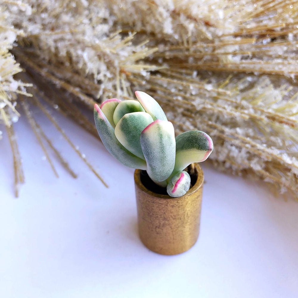 succulent lady fingers Cotyledon Orbiculata, Variegata 'Lady Fingers' Form, (In Stock) – Cedar Creek Farmhouse