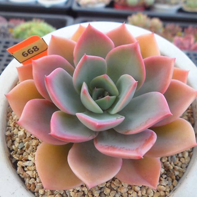 PRESALE Echeveria Tinkerbelle, (Random)