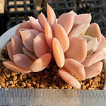 MOTHER'S DAY WEEKEND FLASH SALE! PRESALE Echeveria Exotic, (Random)