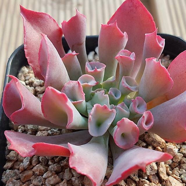succulent trumpet plant Echeveria Trumpet Pinky, Prettier in Person! (Not so Random) – Cedar Creek  Farmhouse