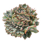 Echeveria Brave Cristata, (Random)