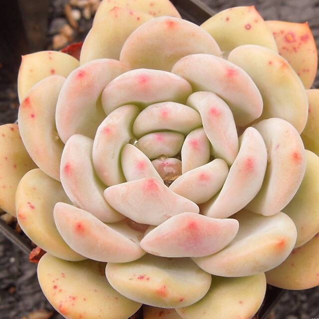PRESALE Echeveria Ariel, (Not So Random)