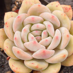 PRESALE Echeveria Ariel, (Not So Random)