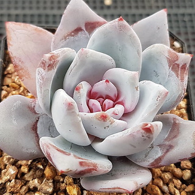 Echeveria Trumso, (Random)