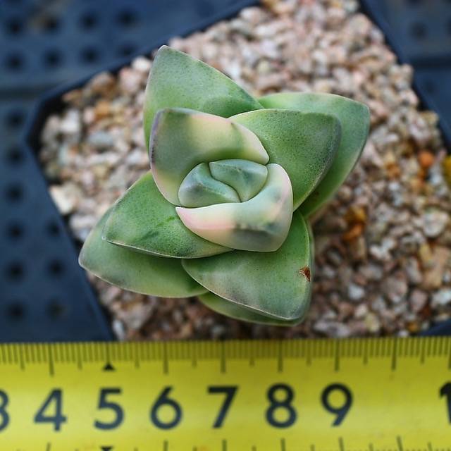 Crassula Moonglow, Variegata