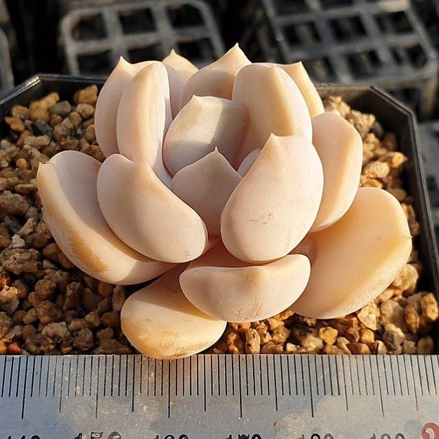 LAST CHANCE! MOTHER'S DAY WEEKEND FLASH SALE! PRESALE Echeveria Tiramisu, (Random)