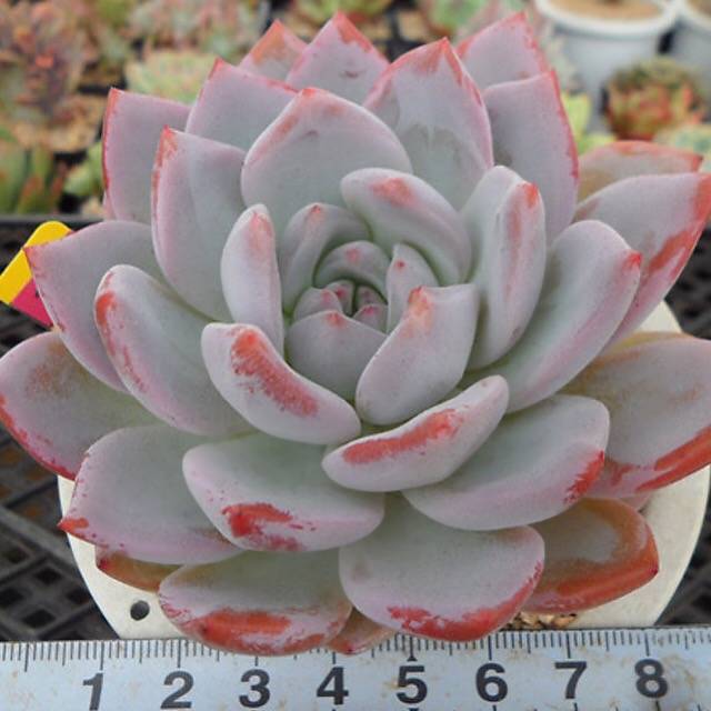 PRESALE Echeveria Hosikage, (Random)