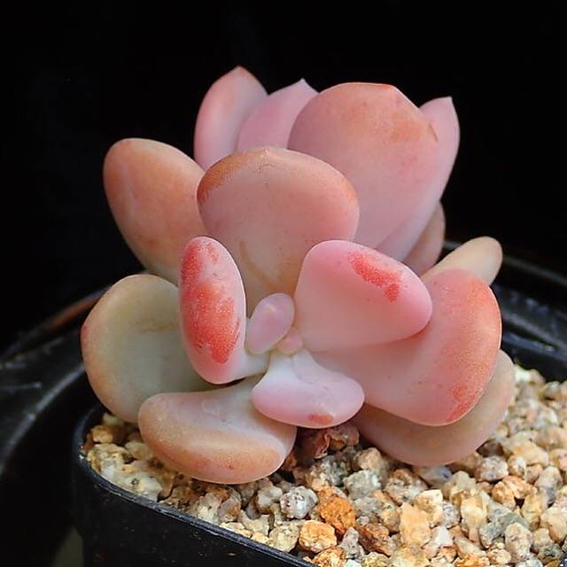 PRESALE Echeveria Cinderella, (Random)