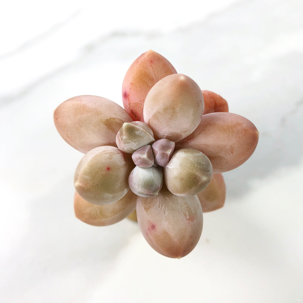 Pachyphytum 'Beauty' (Please Read Description Before Carting)