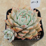 Echeveria Prism, (Random)