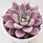 PRESALE Echeveria Lulu, (Random)