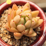 PRESALE Echeveria Agavoides Sp., (Not so Random)