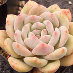 PRESALE Echeveria Ariel, (Not So Random)