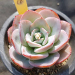 PRESALE Echeveria Brinks Blue, (Not So Random)