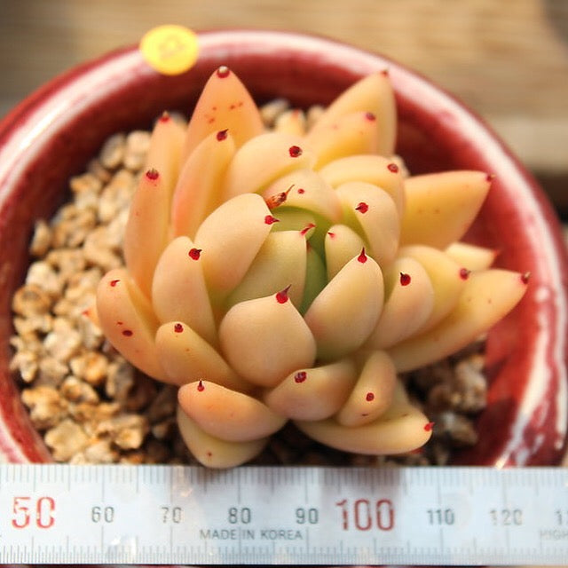 PRESALE Echeveria Agavoides Sp., (Not so Random)