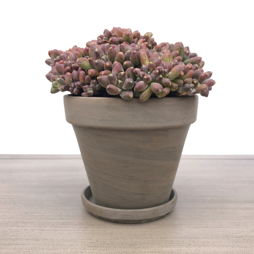 marble succulent pots 4" Clay Pot, Earthy Marble – Cedar Creek Farmhouse