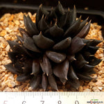 PRESALE Echeveria Black Knight, Triple, (Random)