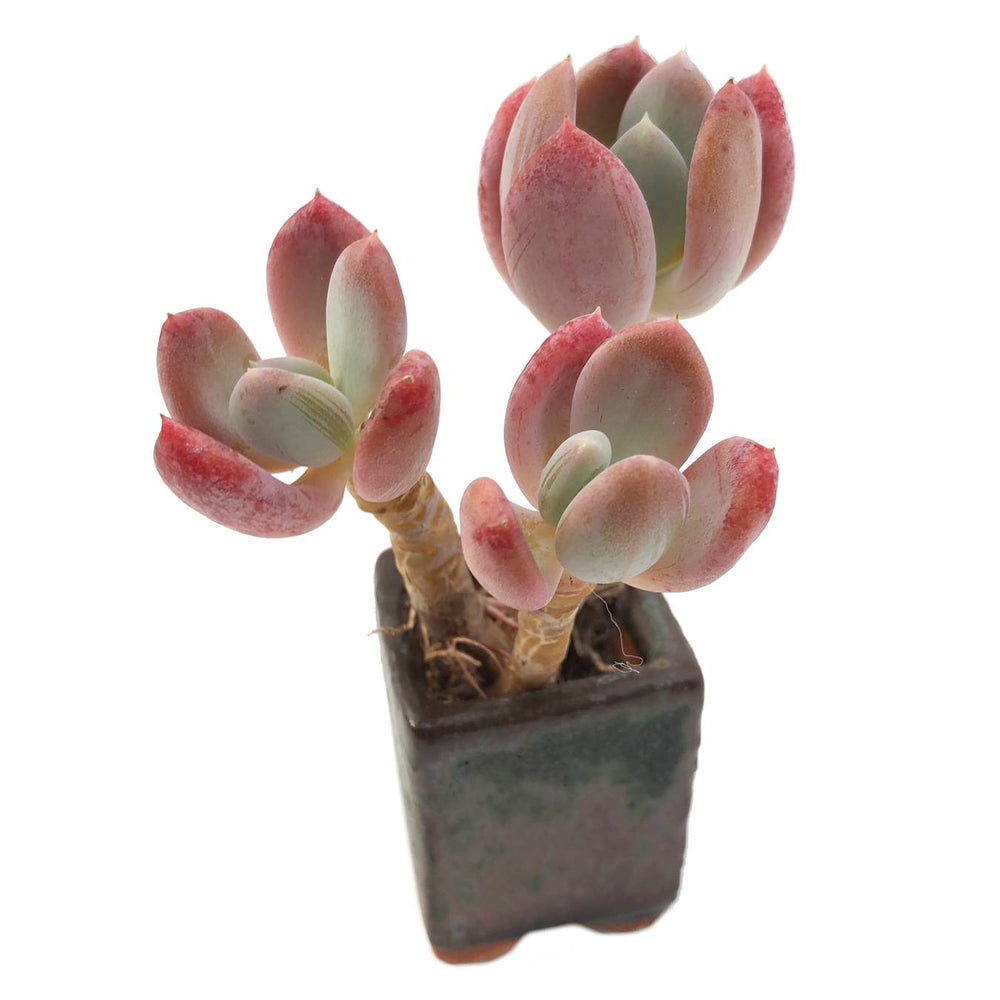 Sale! Echeveria Raleigh