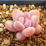 PRESALE Echeveria Arteusa, (Random)